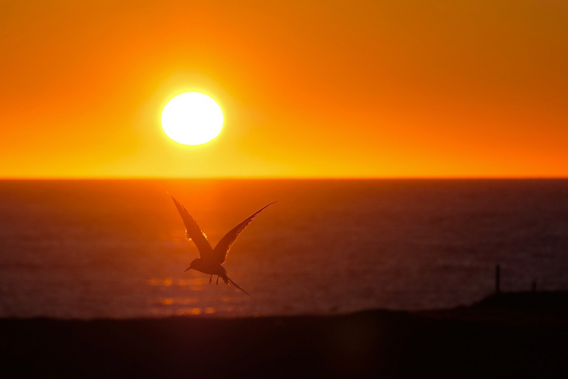 Rebound on the horizon 2