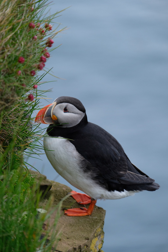 Zoom in The Comedian