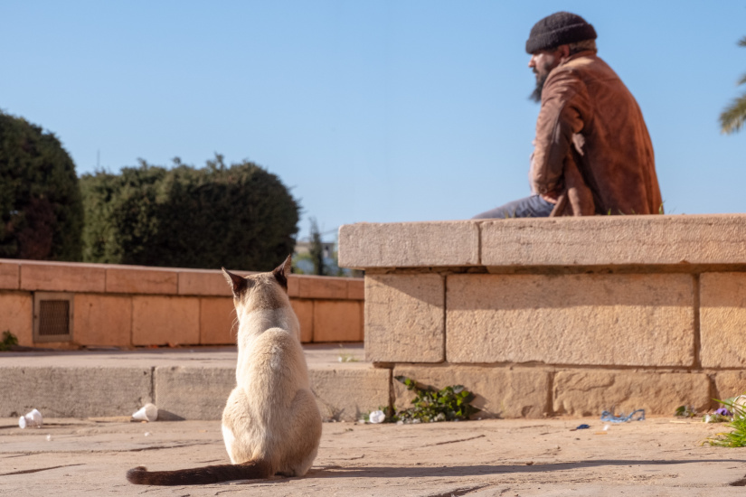 In the late afternoon sun in Rabat