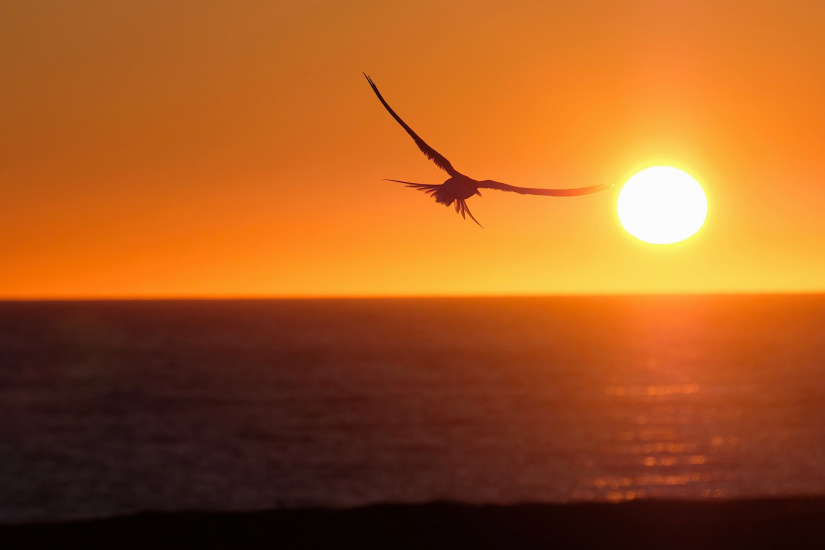 Rebound on the horizon 1